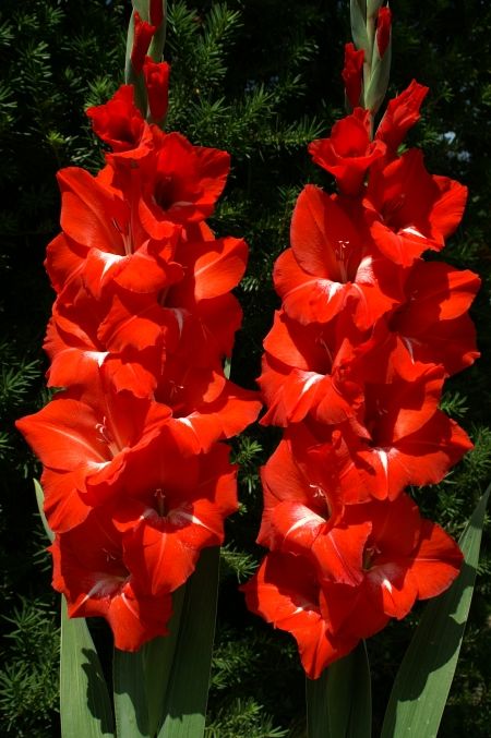 Gladiolus 'Traderhorn'